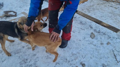 Anna, liebevolles Hundekind sucht liebevolles Zuhause, Mischling Welpen - Hündin