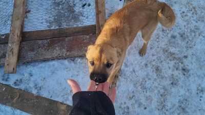 Anna, liebevolles Hundekind sucht liebevolles Zuhause, Mischling Welpen - Hündin