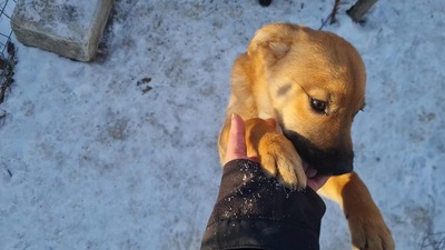 Anna, liebevolles Hundekind sucht liebevolles Zuhause, Mischling Welpen - Hündin