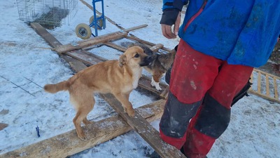 Anna, liebevolles Hundekind sucht liebevolles Zuhause, Mischling Welpen - Hündin