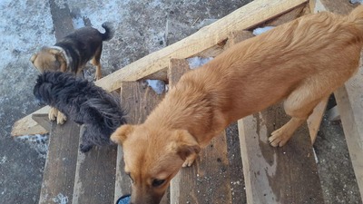 Anna, liebevolles Hundekind sucht liebevolles Zuhause, Mischling Welpen - Hündin