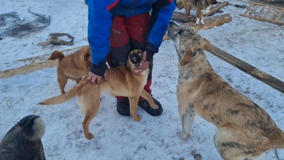 Anna, liebevolles Hundekind sucht liebevolles Zuhause, Mischling Welpen - Hündin