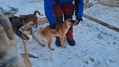 Anna, liebevolles Hundekind sucht liebevolles Zuhause, Mischling Welpen - Hündin
