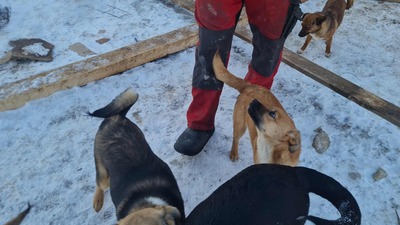 Anna, liebevolles Hundekind sucht liebevolles Zuhause, Mischling Welpen - Hündin
