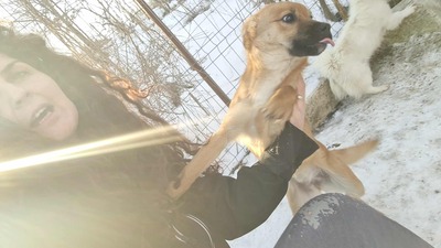 Anna, liebevolles Hundekind sucht liebevolles Zuhause, Mischling Welpen - Hündin