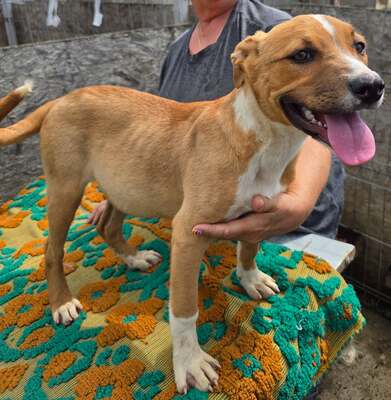 Annabelle, American Staffordshire - Mix Welpen - Hündin