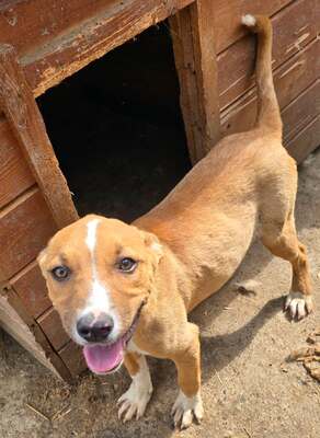 Annabelle, American Staffordshire - Mix Welpen - Hündin