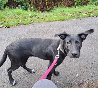 Anne, Mix keine Ahnung welche rasse - Hündin