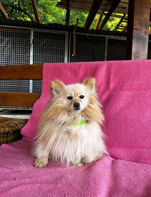 Anneliese, Spitz - Hündin