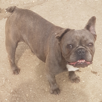 Annemarie, Franz. Bulldog - Hündin