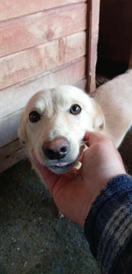 Anni – ein kleiner Sonnenschein auf vier Pfoten, Mischling - Hündin