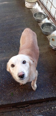 Anni – ein kleiner Sonnenschein auf vier Pfoten, Mischling - Hündin