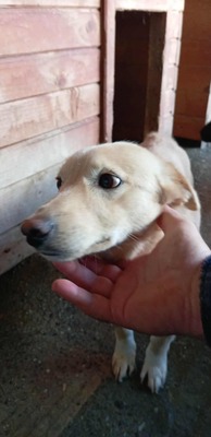 Anni – ein kleiner Sonnenschein auf vier Pfoten, Mischling - Hündin