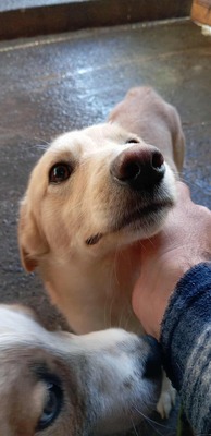 Anni – ein kleiner Sonnenschein auf vier Pfoten, Mischling - Hündin