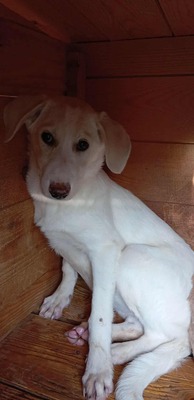 Anni – ein kleiner Sonnenschein auf vier Pfoten, Mischling - Hündin