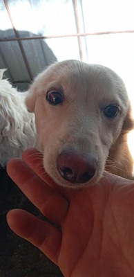 Anni – ein kleiner Sonnenschein auf vier Pfoten, Mischling - Hündin