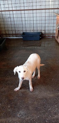 Anni – ein kleiner Sonnenschein auf vier Pfoten, Mischling - Hündin