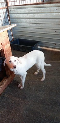 Anni – ein kleiner Sonnenschein auf vier Pfoten, Mischling - Hündin