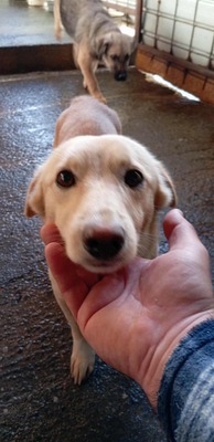 Anni – ein kleiner Sonnenschein auf vier Pfoten, Mischling - Hündin