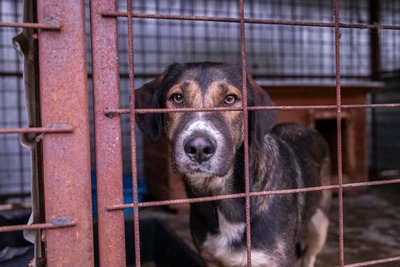 🤎 Anni – eine elegante Schönheit, die dringend Hoffnung sucht, Mischling - Hündin