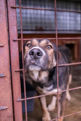 🤎 Anni – eine elegante Schönheit, die dringend Hoffnung sucht, Mischling - Hündin