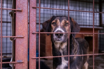🤎 Anni – eine elegante Schönheit, die dringend Hoffnung sucht, Mischling - Hündin