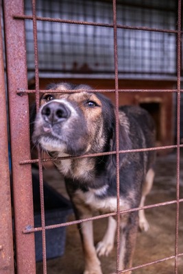 🤎 Anni – eine elegante Schönheit, die dringend Hoffnung sucht, Mischling - Hündin