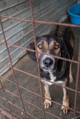 🤎 Anni – eine elegante Schönheit, die dringend Hoffnung sucht, Mischling - Hündin