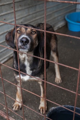 🤎 Anni – eine elegante Schönheit, die dringend Hoffnung sucht, Mischling - Hündin