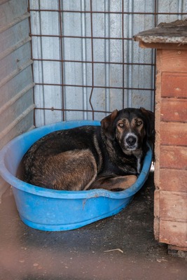 🤎 Anni – eine elegante Schönheit, die dringend Hoffnung sucht, Mischling - Hündin