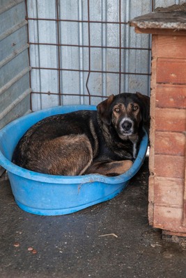 🤎 Anni – eine elegante Schönheit, die dringend Hoffnung sucht, Mischling - Hündin