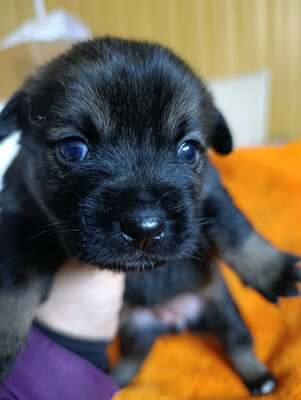 Anni – eine kleine Kämpferin auf der Suche nach ihrem großen Glück 💕, Mischling Welpen - Hündin