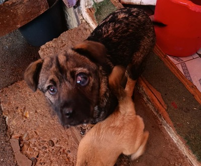 Anni – eine kleine Kämpferin auf der Suche nach ihrem großen Glück 💕, Mischling Welpen - Hündin