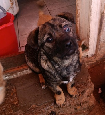 Anni – eine kleine Kämpferin auf der Suche nach ihrem großen Glück 💕, Mischling Welpen - Hündin