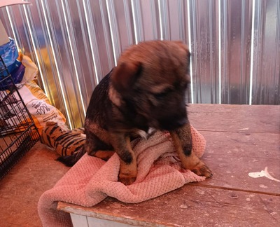 Anni – eine kleine Kämpferin auf der Suche nach ihrem großen Glück 💕, Mischling Welpen - Hündin