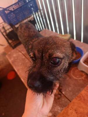 Anni – eine kleine Kämpferin auf der Suche nach ihrem großen Glück 💕, Mischling Welpen - Hündin