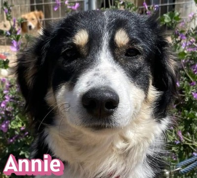 Annie, Mischling - Hündin