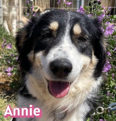 Annie, Mischling - Hündin