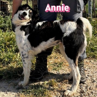 Annie, Mischling - Hündin