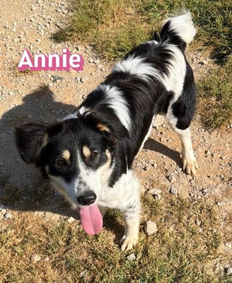 Annie, Mischling - Hündin