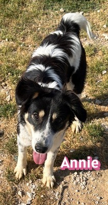 Annie, Mischling - Hündin