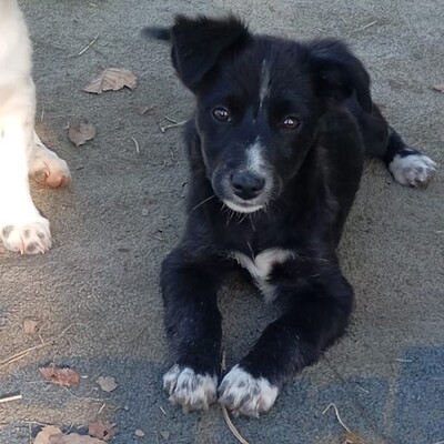 Anny -  ein schlaues, sanftes Hundekind