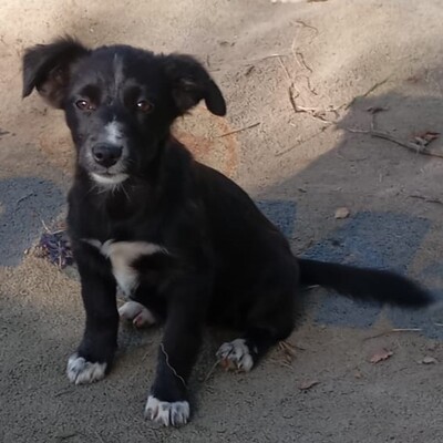 Anny - ein schlaues, sanftes Hundekind, Mischling Welpen - Hündin