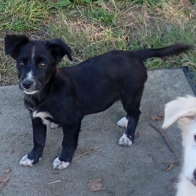 Anny - ein schlaues, sanftes Hundekind, Mischling Welpen - Hündin