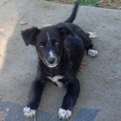 Anny - ein schlaues, sanftes Hundekind, Mischling Welpen - Hündin