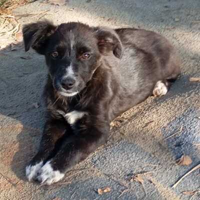 Anny - ein schlaues, sanftes Hundekind / Reserviert, Mischling Welpen - Hündin