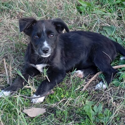 Anny - ein schlaues, sanftes Hundekind / Reserviert, Mischling Welpen - Hündin