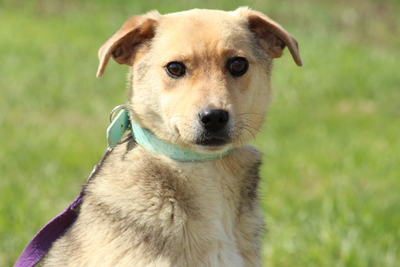 Anoki, Mix Welpen - Rüde