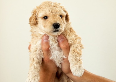 Anoki - Ruhiger Kuschelbär, ca.5 Wochen, Mischling Welpen - Rüde