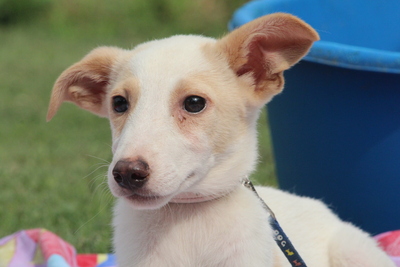 Anouk, Mischling Welpen - Rüde